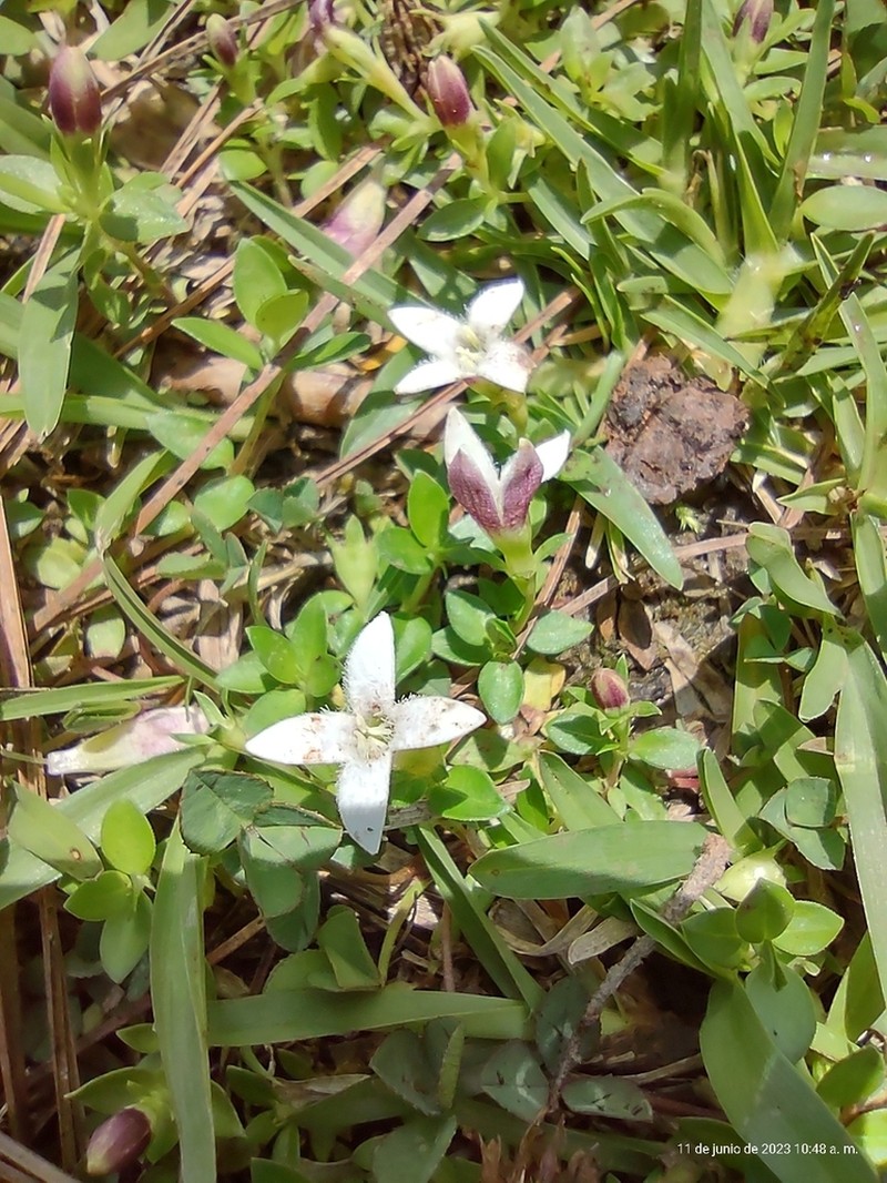Arcytophyllum serpyllaceum