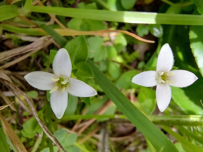 Arcytophyllum serpyllaceum photo 2