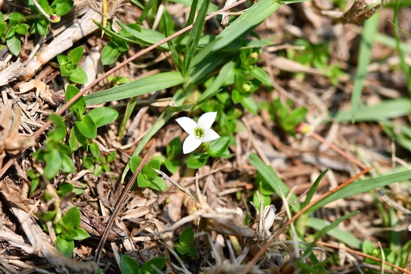 Arcytophyllum serpyllaceum photo 3