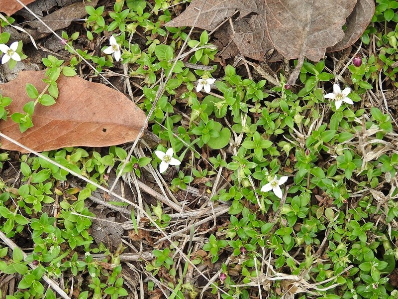 Arcytophyllum serpyllaceum photo 4
