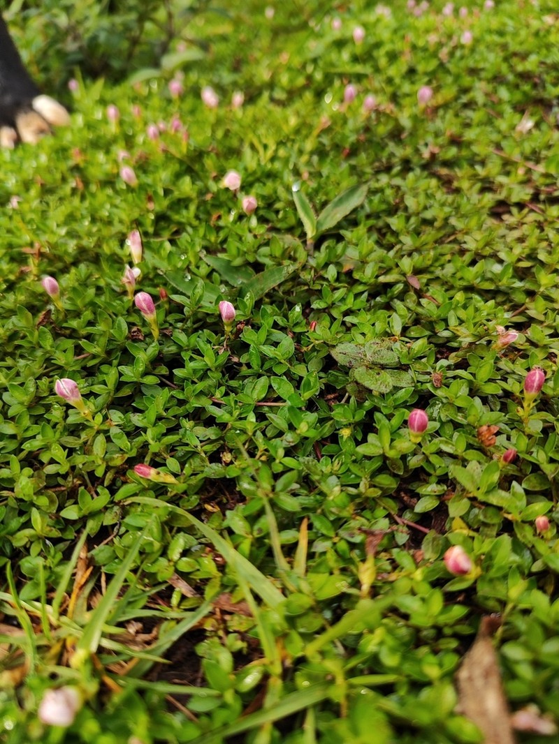 Arcytophyllum serpyllaceum photo 5