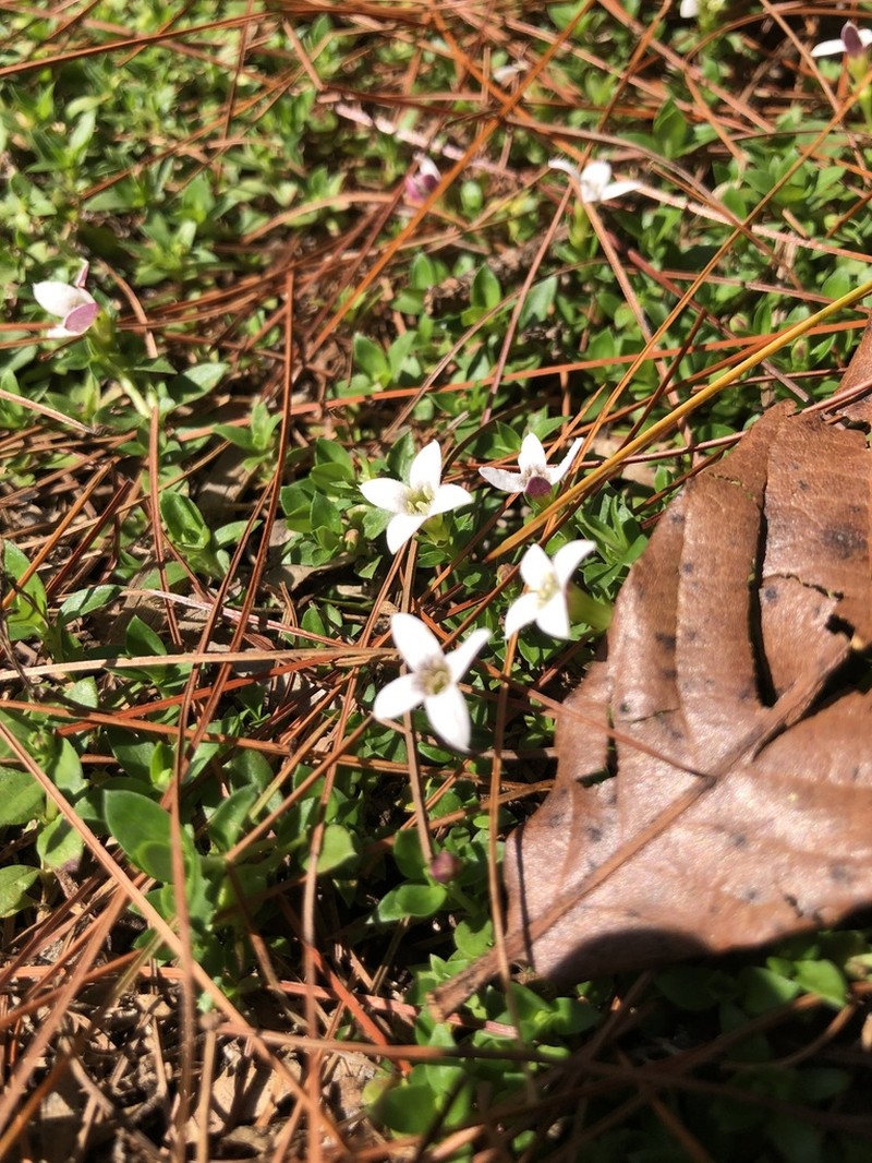Arcytophyllum serpyllaceum photo 6