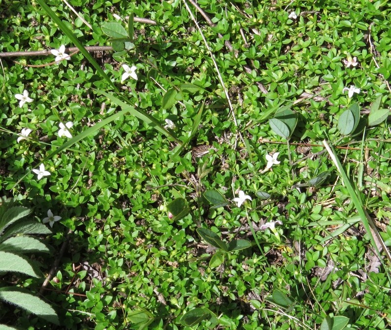 Arcytophyllum serpyllaceum photo 7
