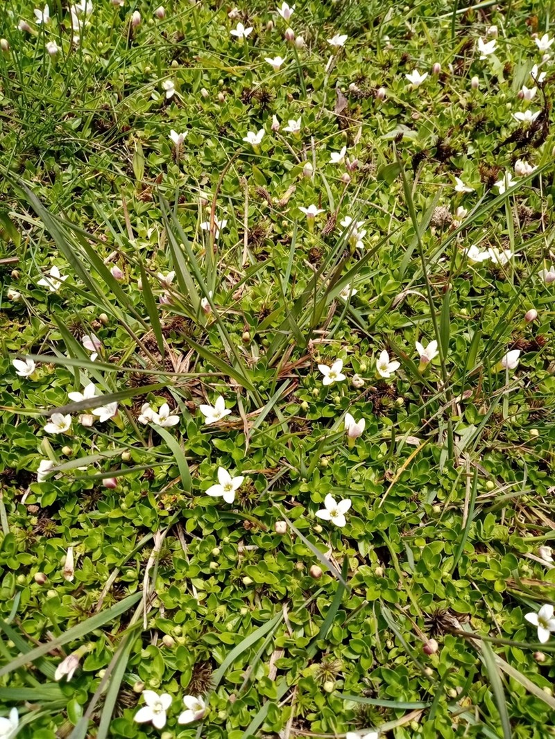 Arcytophyllum serpyllaceum photo 8