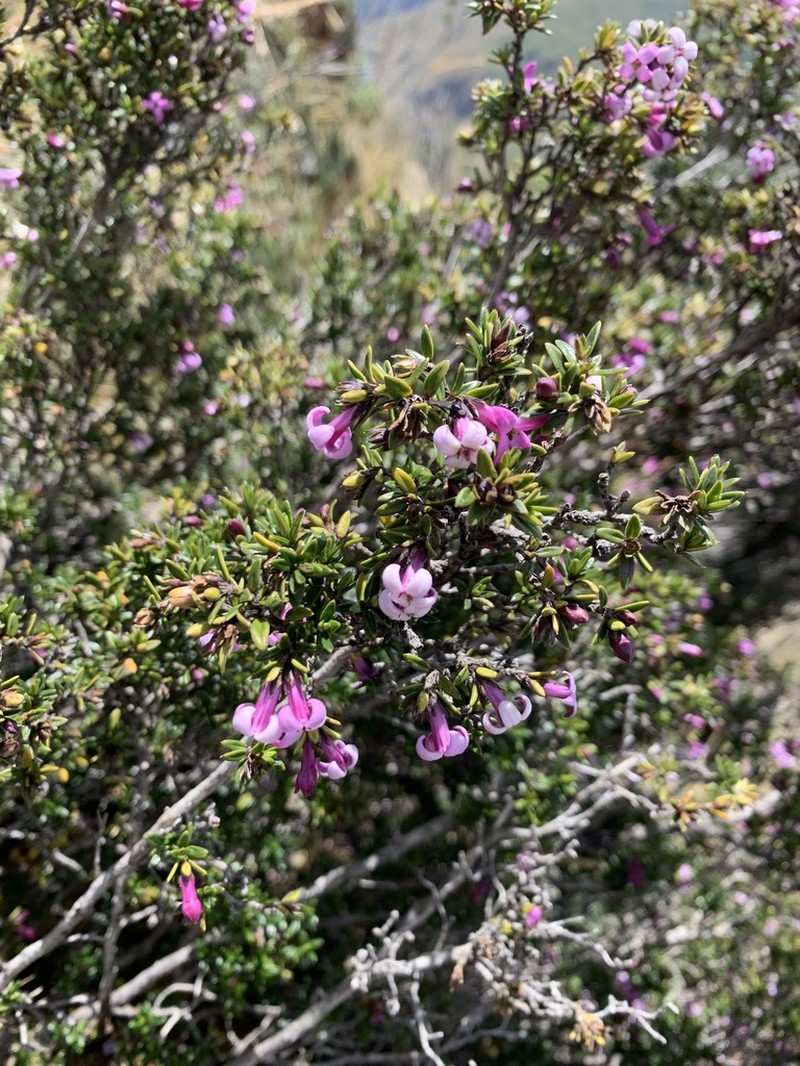 Arcytophyllum setosum