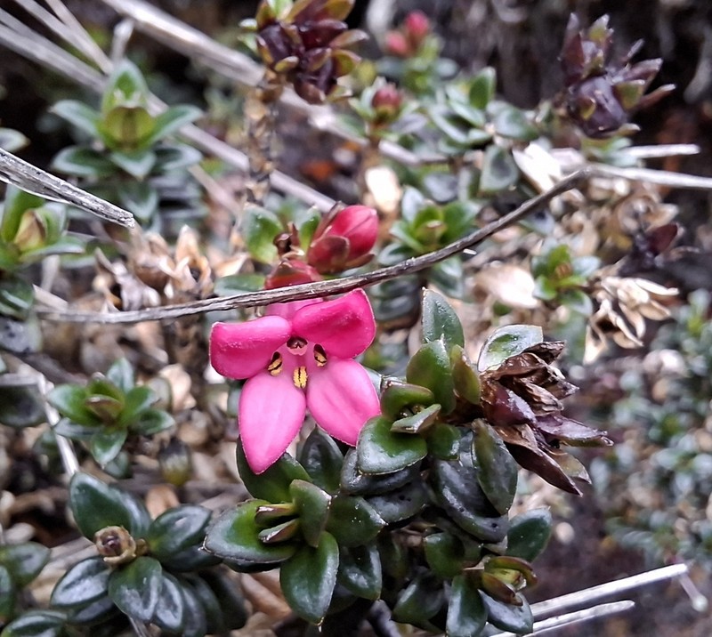 Arcytophyllum setosum photo 2
