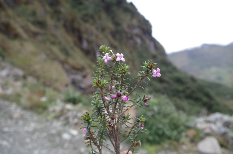 Arcytophyllum setosum photo 3