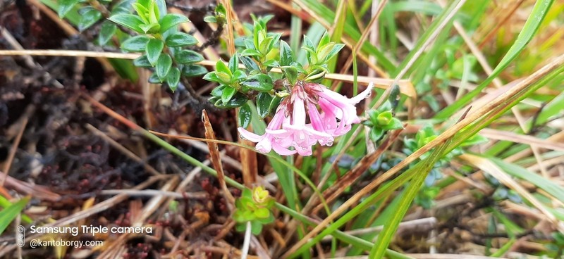 Arcytophyllum setosum photo 4
