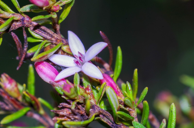 Arcytophyllum setosum photo 5