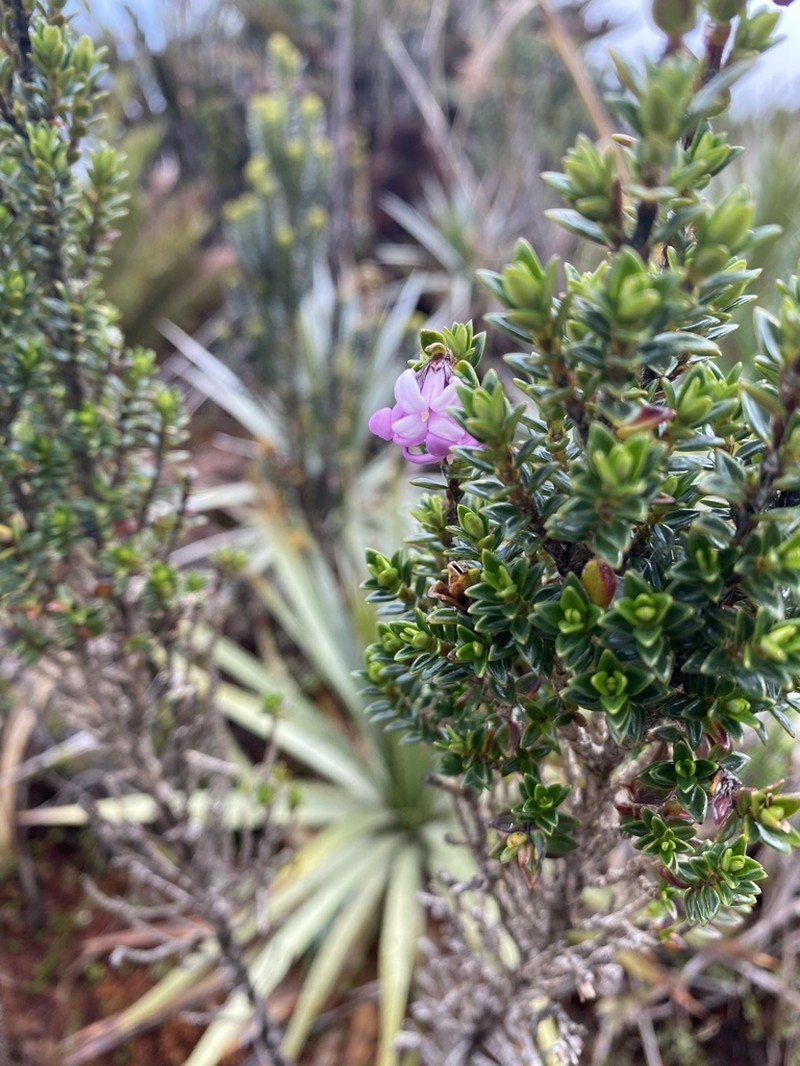 Arcytophyllum setosum photo 6