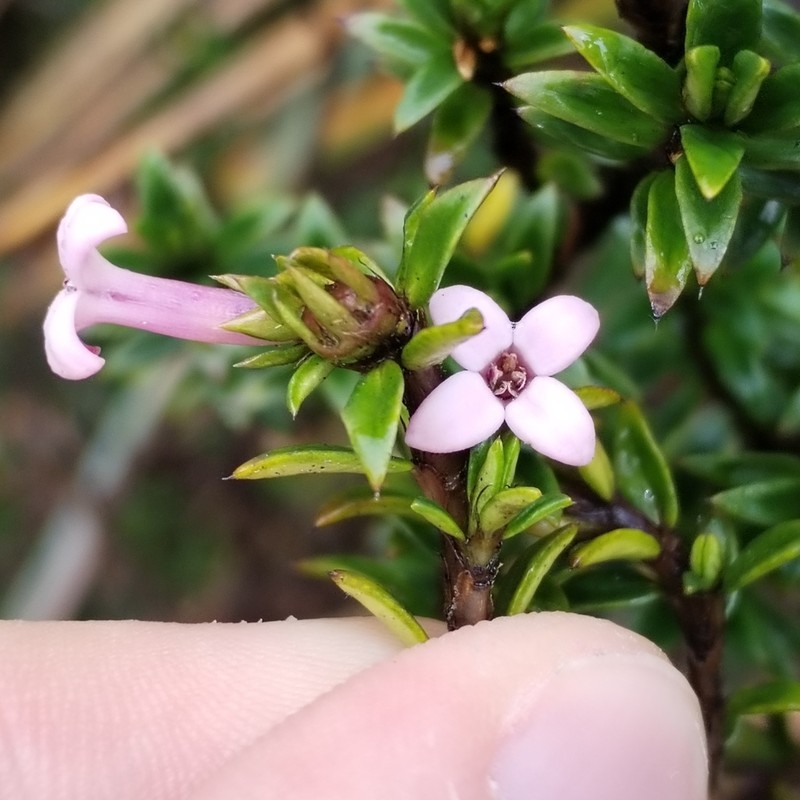 Arcytophyllum setosum photo 7