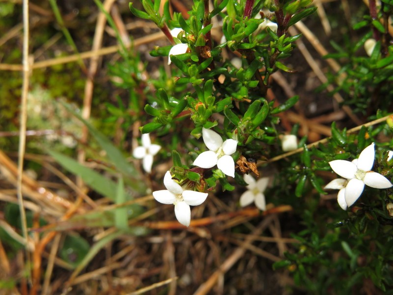 Arcytophyllum setosum photo 8
