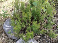 Arcytophyllum thymifolium