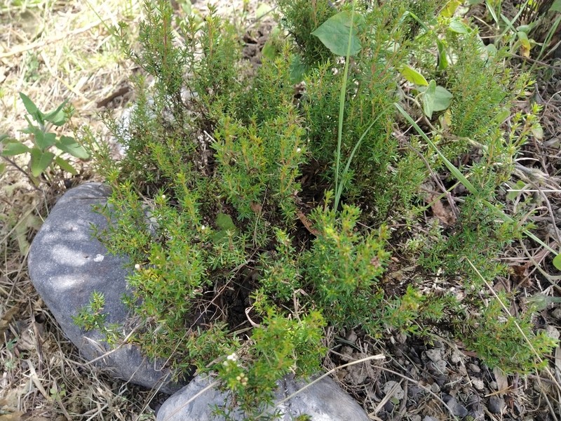 Arcytophyllum thymifolium