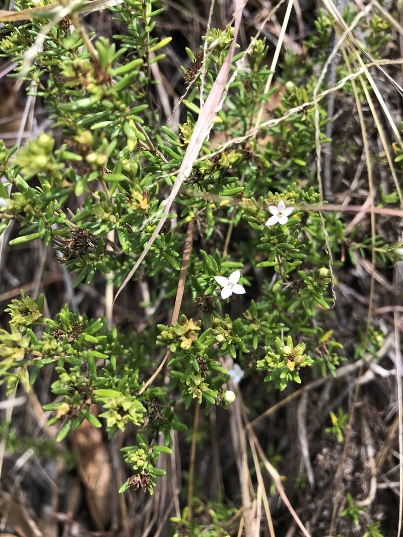 Arcytophyllum thymifolium photo 2