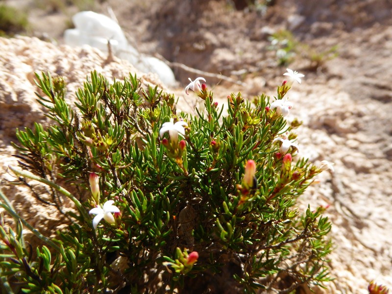 Arcytophyllum thymifolium photo 3