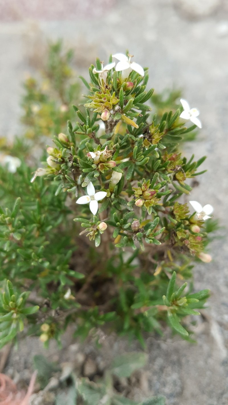 Arcytophyllum thymifolium photo 4