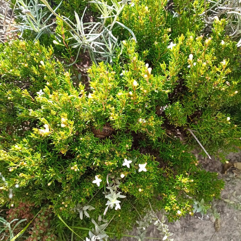 Arcytophyllum thymifolium photo 5