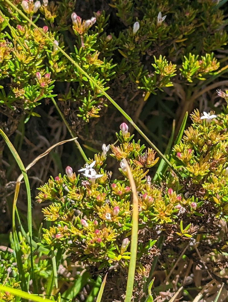 Arcytophyllum thymifolium photo 6