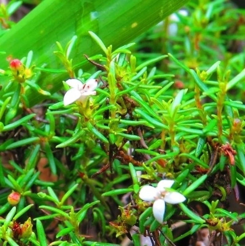Arcytophyllum thymifolium photo 7