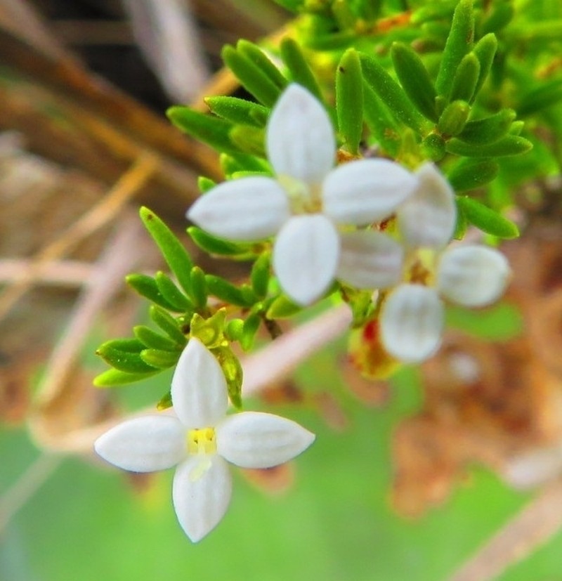 Arcytophyllum thymifolium photo 8