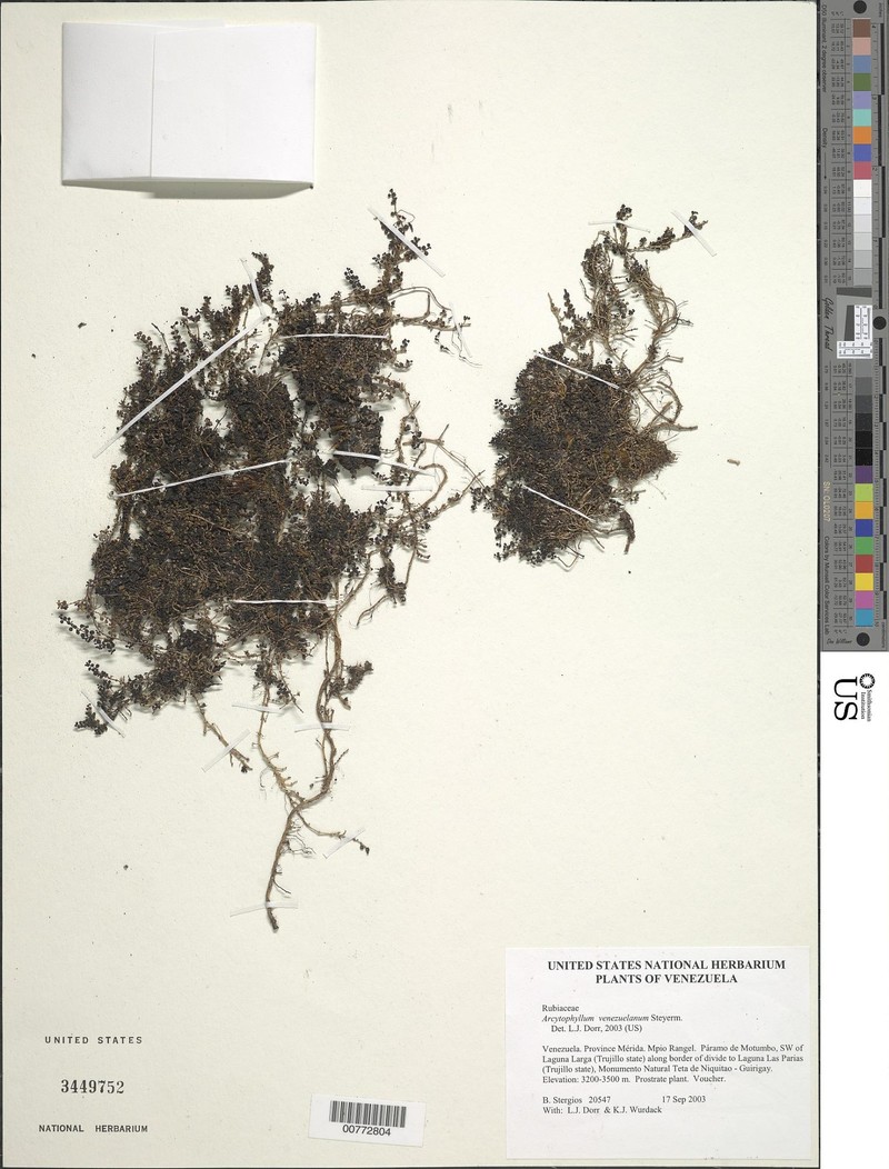 Arcytophyllum venezuelanum photo 4