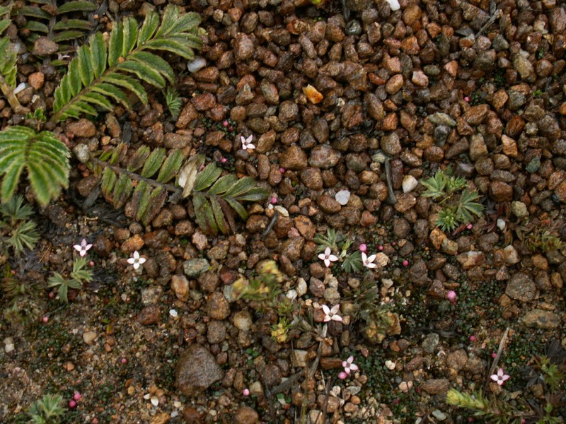 Arcytophyllum venezuelanum