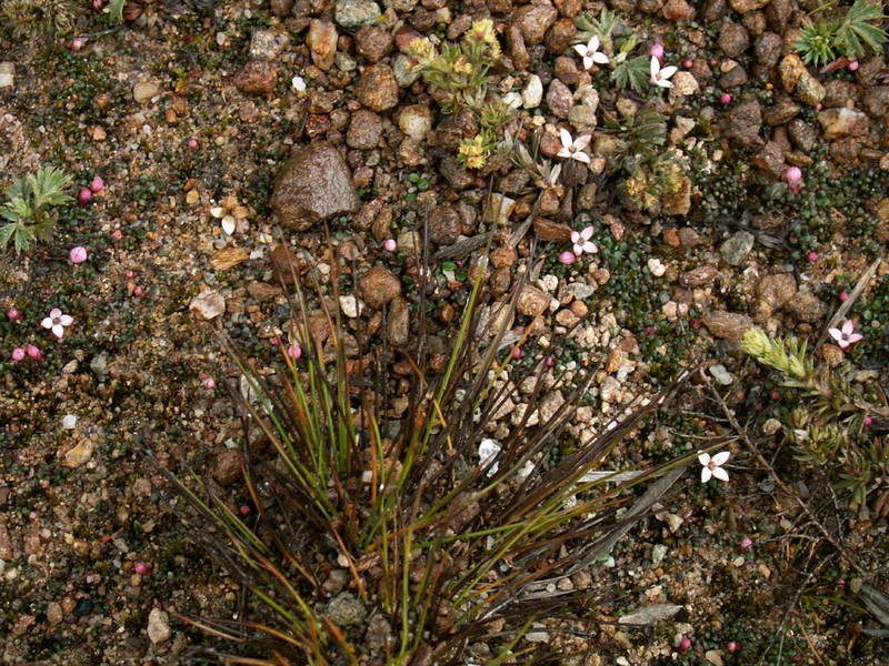Arcytophyllum venezuelanum
