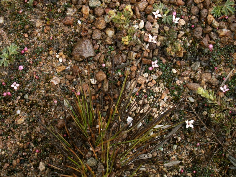 Arcytophyllum venezuelanum photo 2