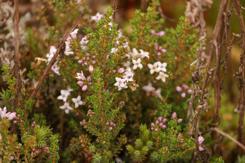 Arcytophyllum vernicosum