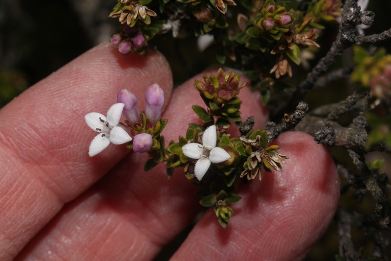 Arcytophyllum vernicosum photo 2