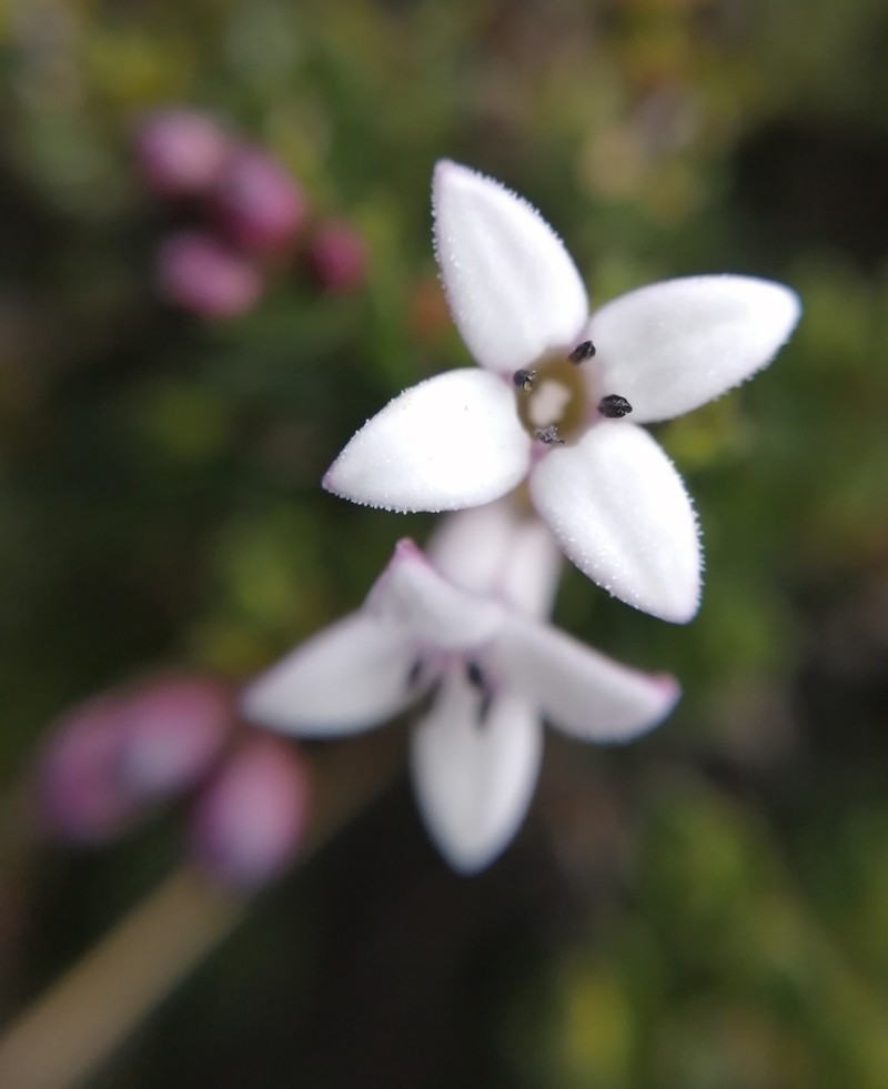 Arcytophyllum vernicosum photo 3