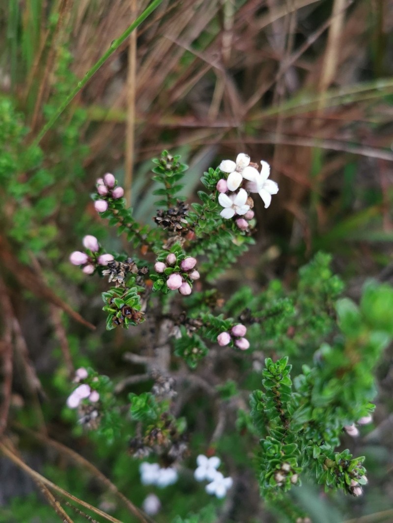 Arcytophyllum vernicosum photo 4