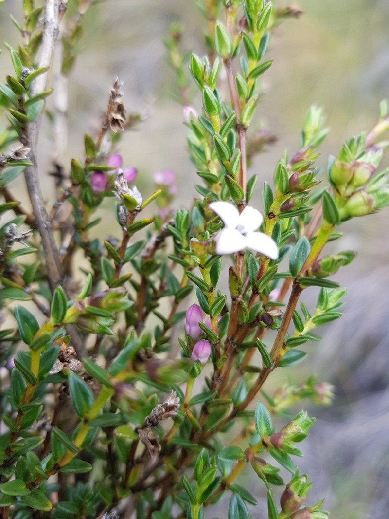 Arcytophyllum vernicosum photo 5