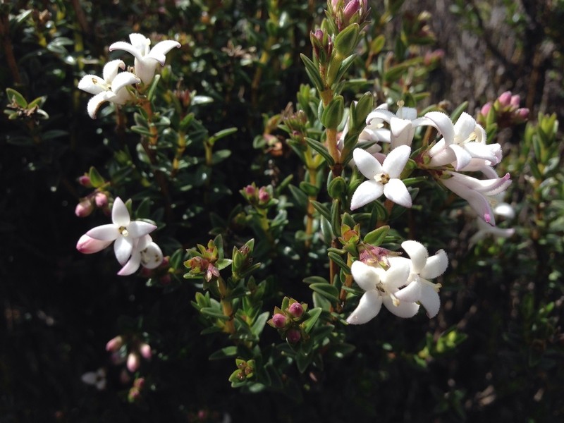 Arcytophyllum vernicosum photo 6