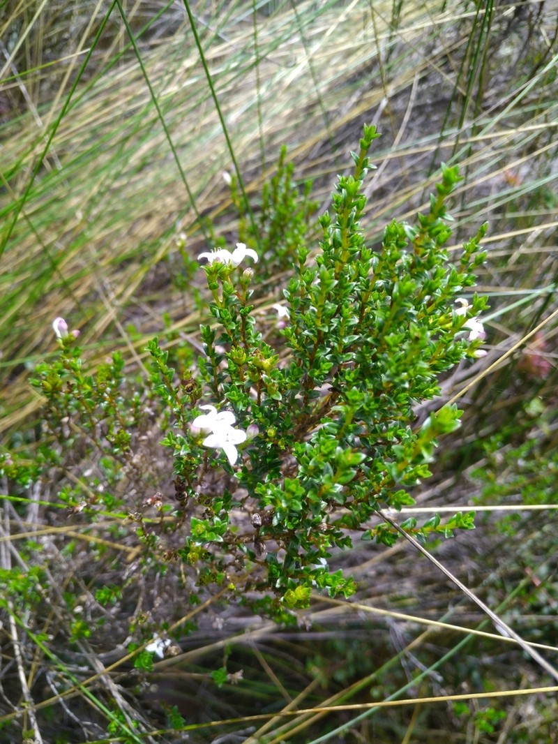 Arcytophyllum vernicosum photo 7