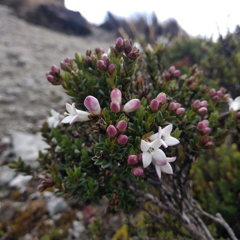 Arcytophyllum vernicosum photo 8