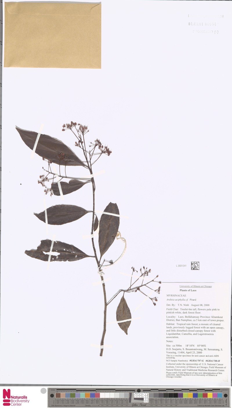 Ardisia aciphylla
