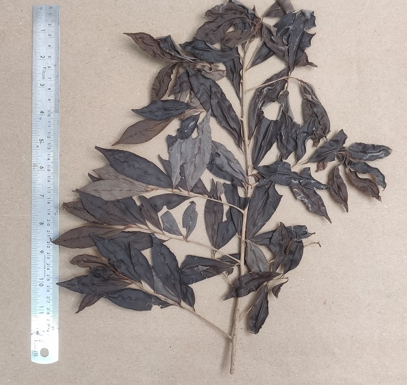 Ardisia agasthyamalayana