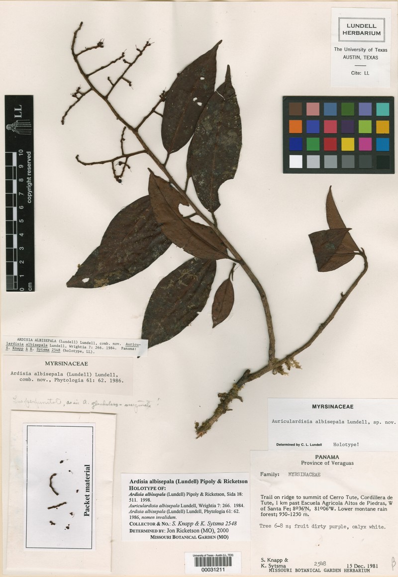 Ardisia albisepala