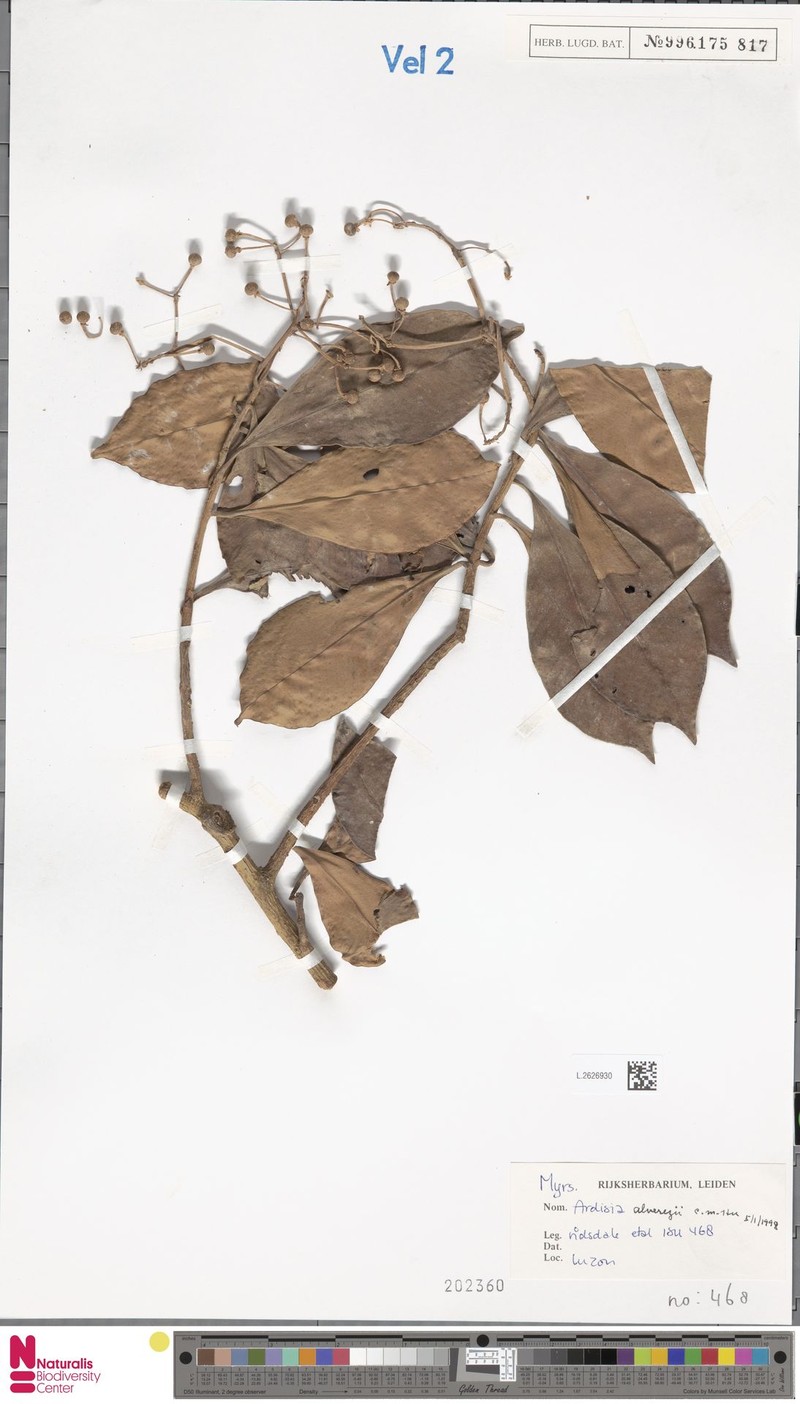 Ardisia alverezii