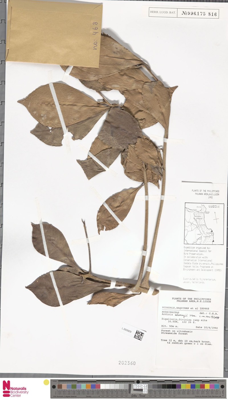 Ardisia alverezii photo 2