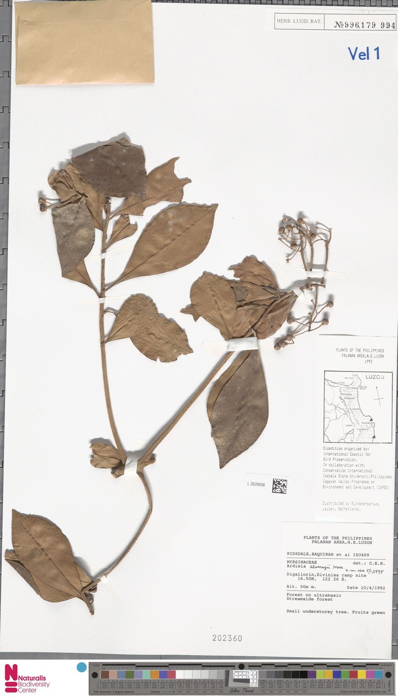 Ardisia alverezii photo 3