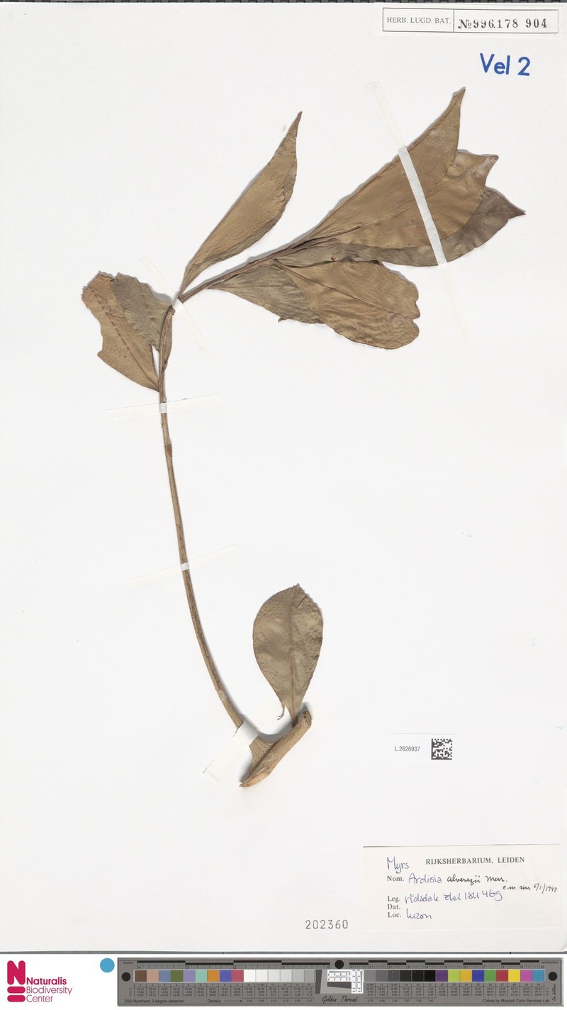 Ardisia alverezii photo 4