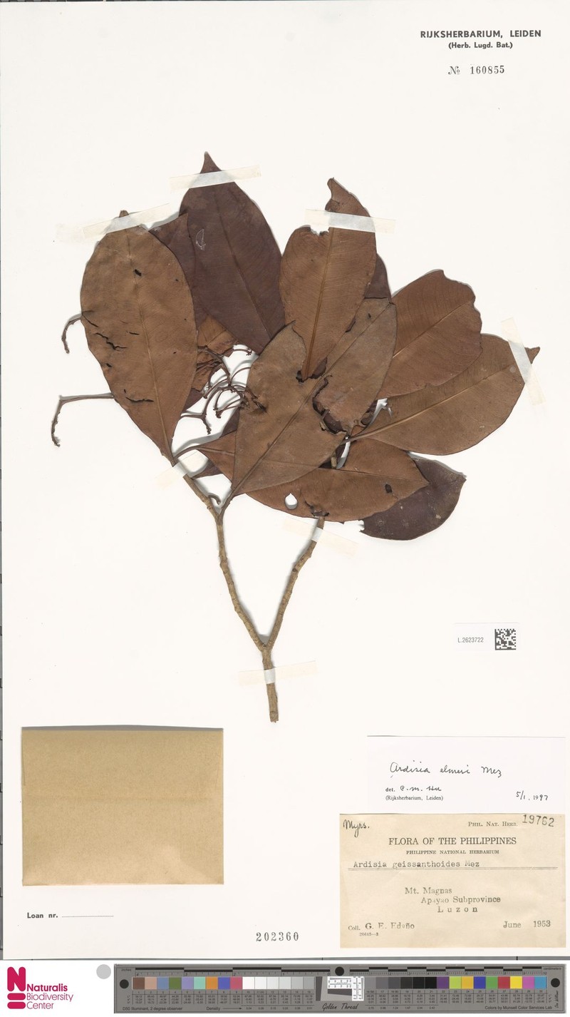 Ardisia alverezii photo 5
