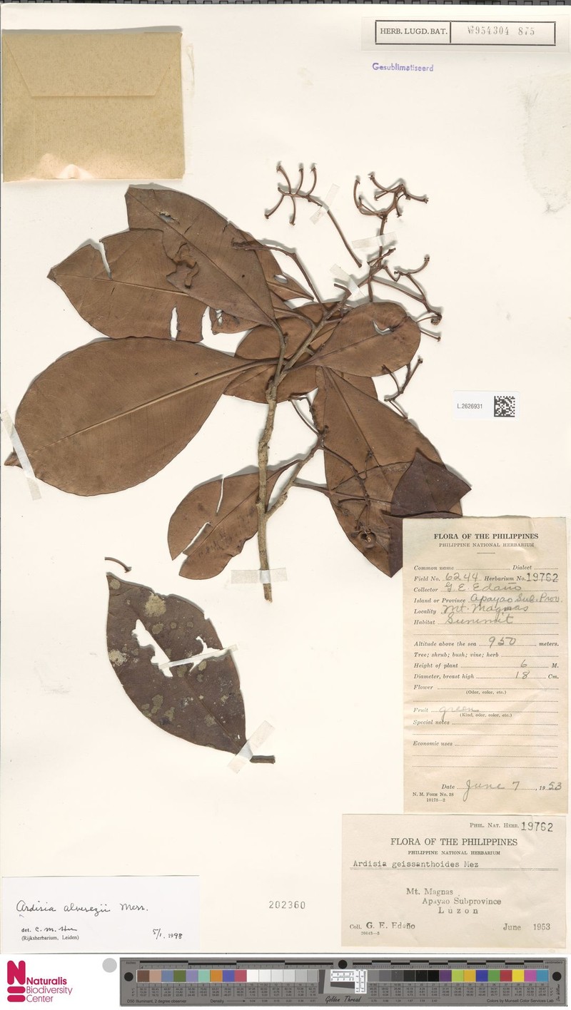 Ardisia alverezii photo 6