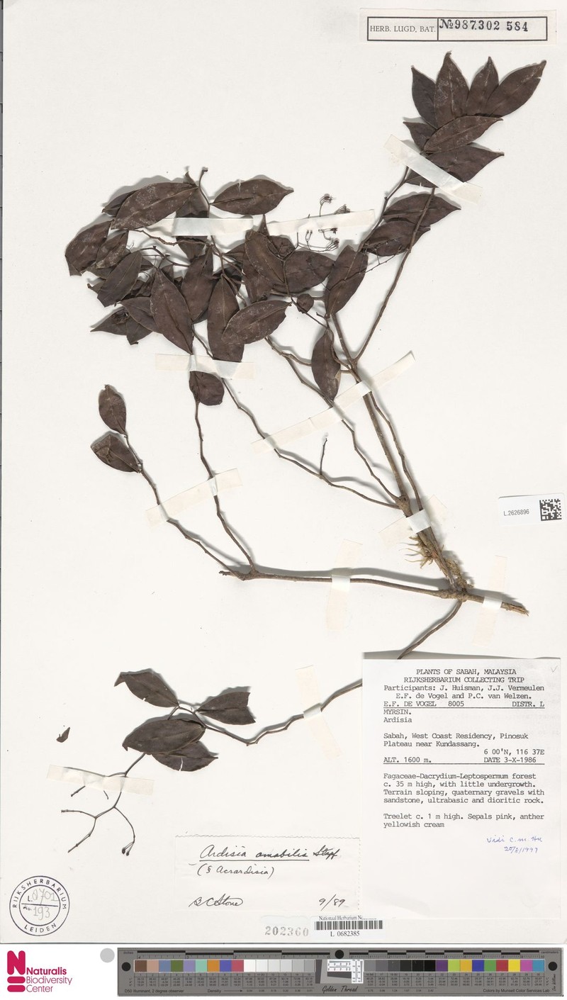 Ardisia amabilis