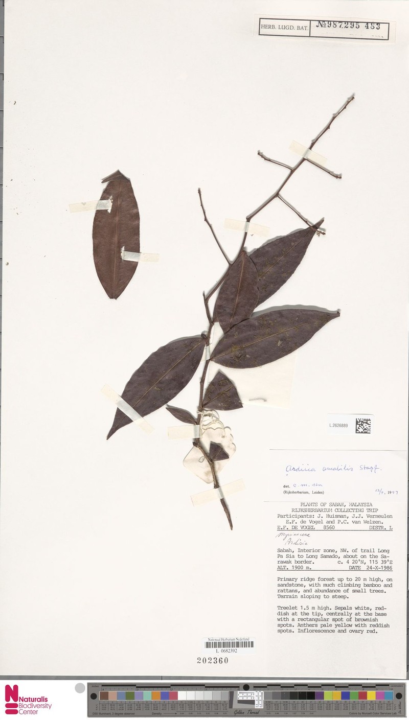 Ardisia amabilis photo 2