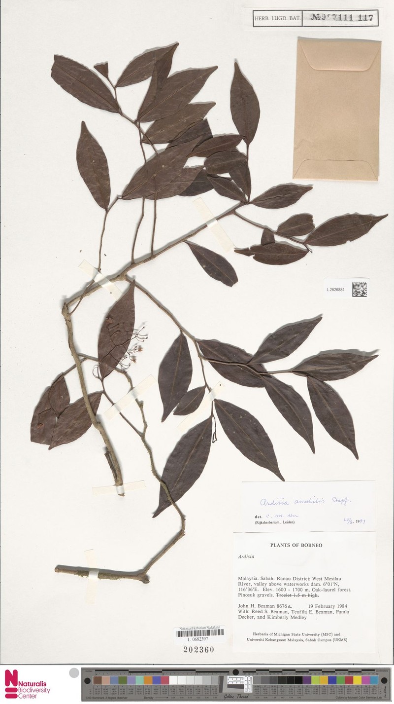 Ardisia amabilis photo 3