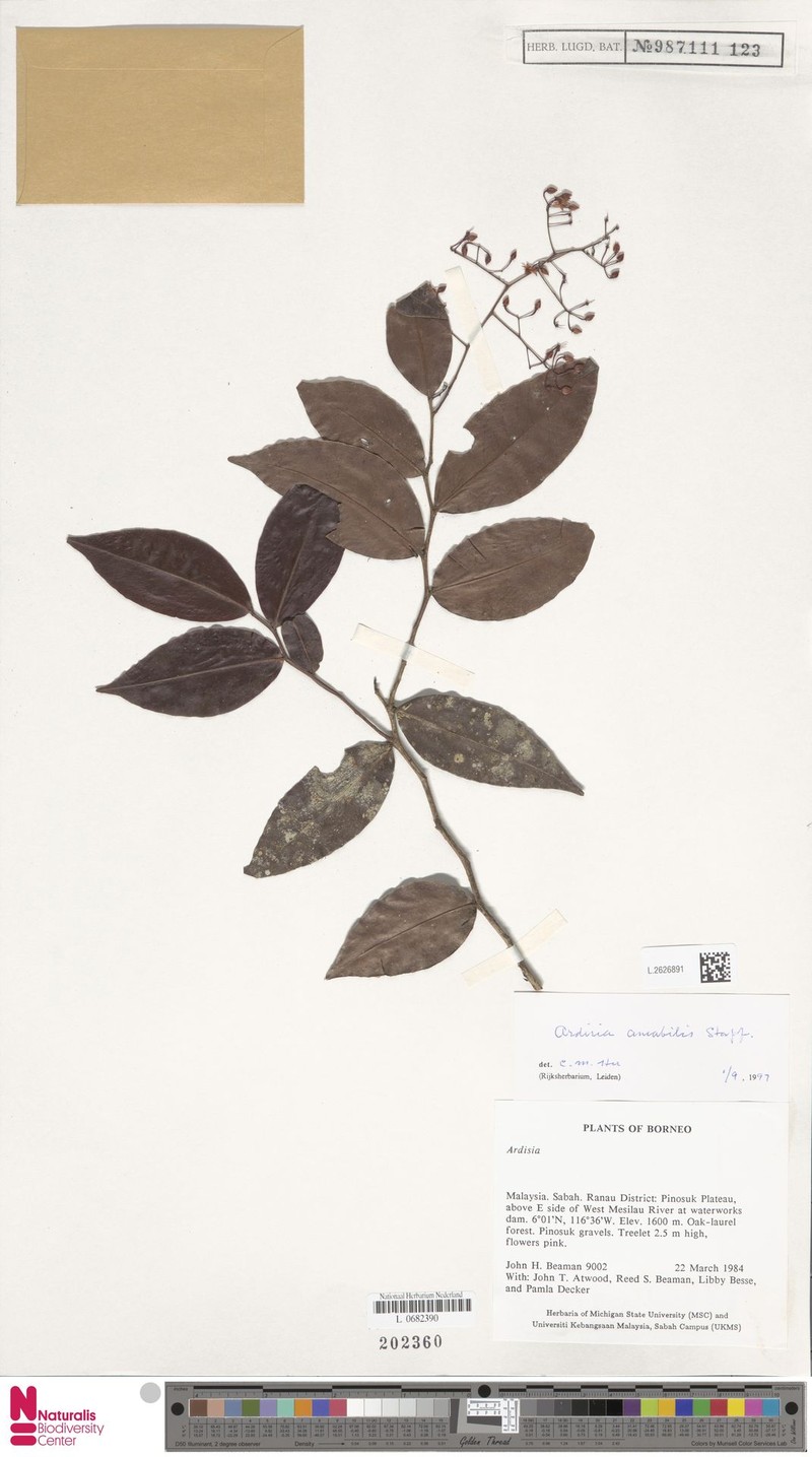 Ardisia amabilis photo 4